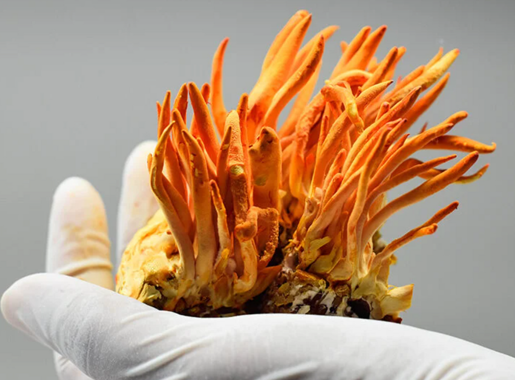 UNRAVELING THE WONDERS OF CORDYCEPS MUSHROOMS: The 6 Key Benefits It Provides