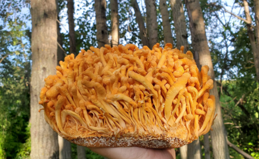 Cordyceps Mushrooms: Nature's Hidden Gem for Health and Vitality