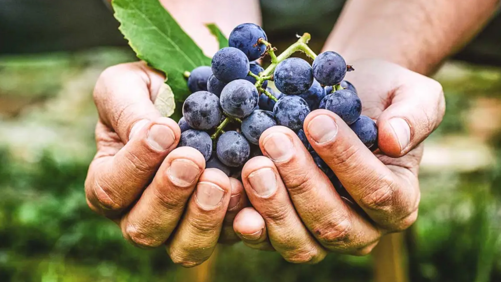 The Key Benefits of Resveratrol for Anti-Aging