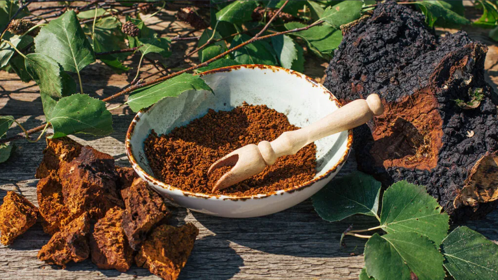 Chaga Mushroom: Unearthing the Health Secrets of the 