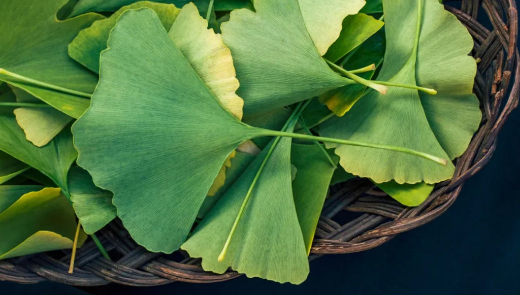 Nature's Ancient Elixir: Ginkgo Biloba's Boost to Well-being