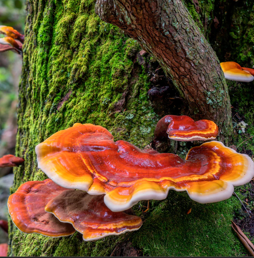 Reishi Mushroom: The Ancient Elixir for Modern Well-Being