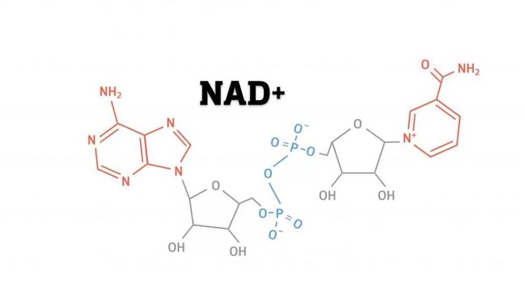 NAD+: The Cellular Dynamo Fueling Your Body's Functions