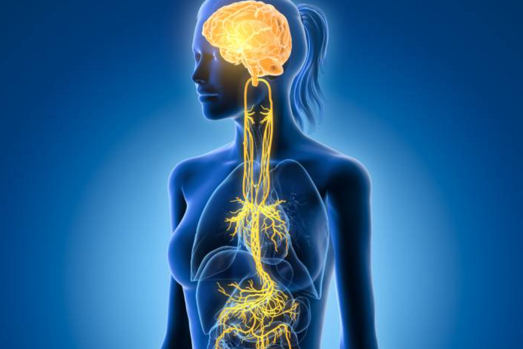 The Vagus Nerve: Your Body's Superhighway to Well-being